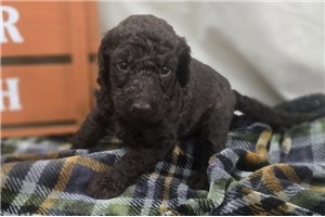 Wesley - Labradoodle for sale