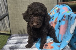 Wesley - Labradoodle for sale