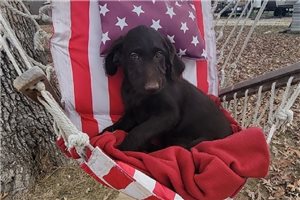 Slate - Labradoodle for sale