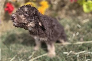 William - puppy for sale