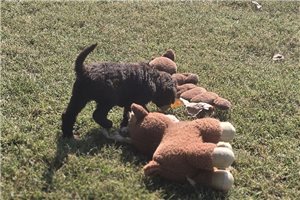 Wesley - Labradoodle for sale