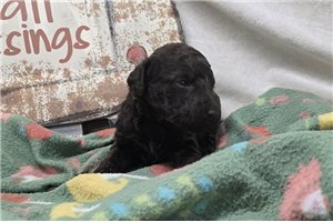 Wesley - Labradoodle for sale