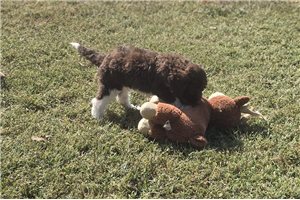 Woodrow - Labradoodle for sale