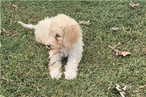Winter - Labradoodle for sale