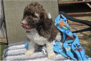 Weston - Labradoodle for sale