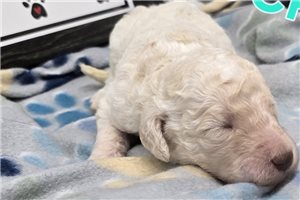 Walter - puppy for sale
