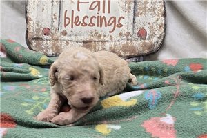 Winter - Labradoodle for sale