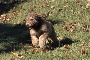 Wayne - Labradoodle for sale