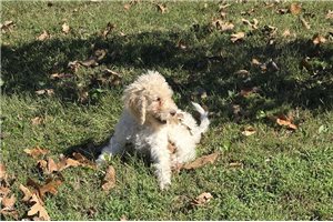 Walter - Labradoodle for sale