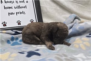 Wayne - Labradoodle for sale