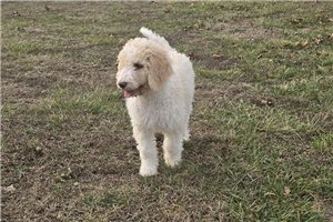 Sutton - puppy for sale