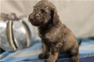 Wayne - Labradoodle for sale