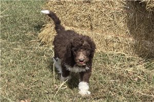 Woodrow - Labradoodle for sale