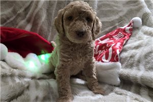 Trace - Labradoodle for sale