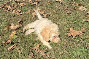Winter - Labradoodle for sale