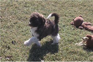 Weston - Labradoodle for sale