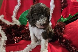 Sawyer - Labradoodle for sale