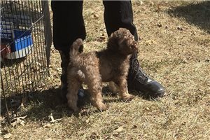 Wayne - Labradoodle for sale