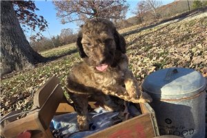 Scarlett - puppy for sale