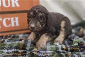William - Labradoodle for sale