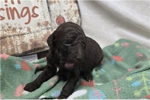 Wren - Labradoodle for sale