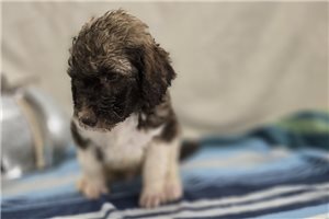 Weston - Labradoodle for sale