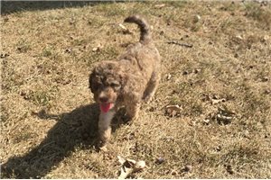 Wolf - Labradoodle for sale
