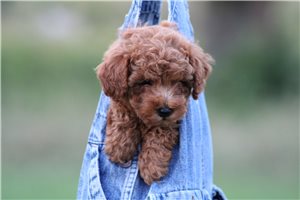 Asher - Poodle, Miniature for sale