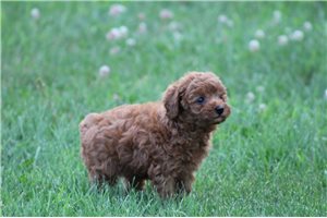 Betty - Poodle, Miniature for sale
