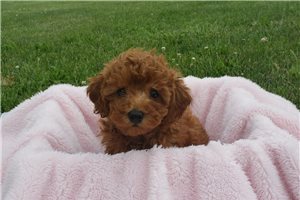 Candy - Poodle, Miniature for sale