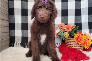 Polly - Goldendoodle for sale