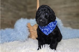 Jazz - Goldendoodle for sale