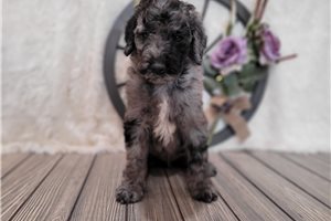 Magnum - puppy for sale