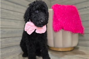 Jennifer - Goldendoodle for sale