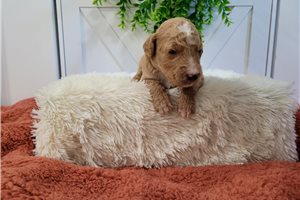 Mage - Goldendoodle for sale