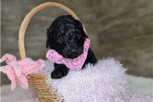 Jenna - Goldendoodle for sale