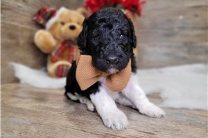 Emmie - Goldendoodle for sale