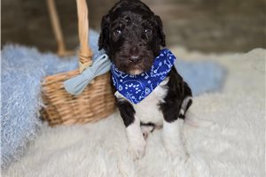 Jeeves - puppy for sale