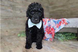 Jennifer - Goldendoodle for sale