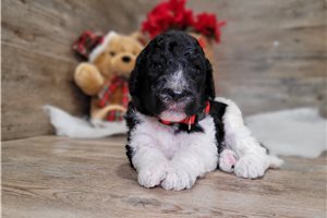 Elmo - Goldendoodle for sale