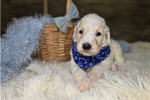 Jefferson - puppy for sale