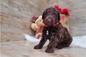 Ethan - Goldendoodle for sale