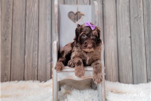 Lily Bell - puppy for sale