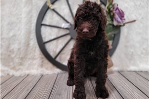 Stacey - Goldendoodle for sale