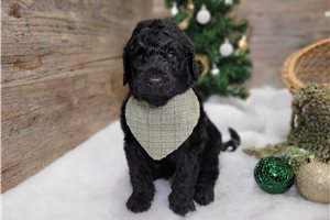 Edison - Goldendoodle for sale