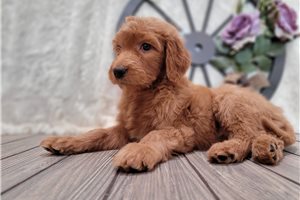 Lila - Goldendoodle for sale