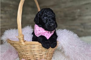 Jennifer - Goldendoodle for sale