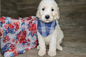 Jefferson - Goldendoodle for sale