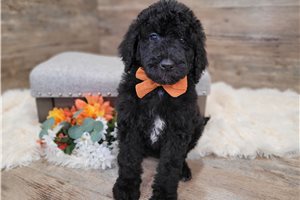 Everly - Goldendoodle for sale