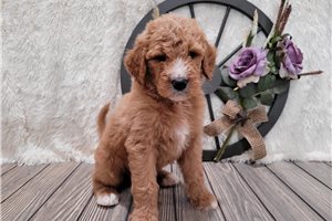 Maguire - Goldendoodle for sale